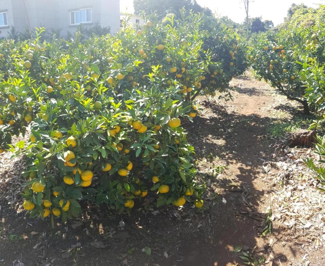 Haeneoul Villa Seogwipo Dış mekan fotoğraf