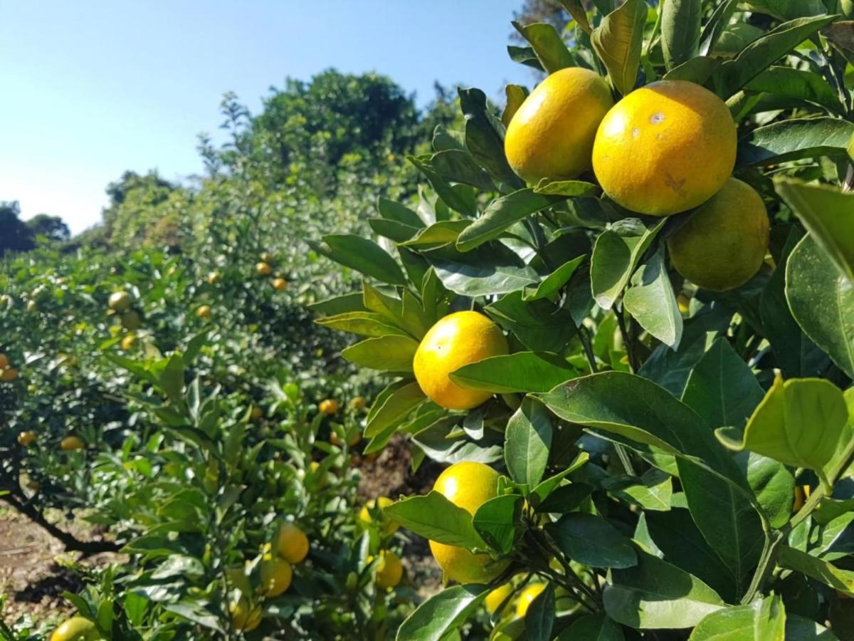 Haeneoul Villa Seogwipo Dış mekan fotoğraf